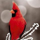 Red Bird Realty